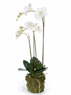 Phalaenopsis