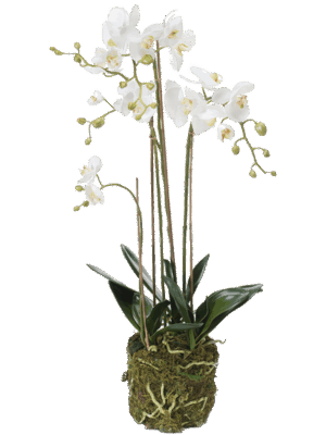 Phalaenopsis