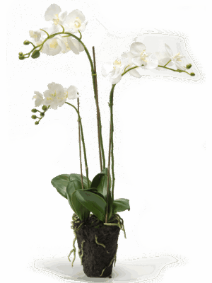 Phalaenopsis