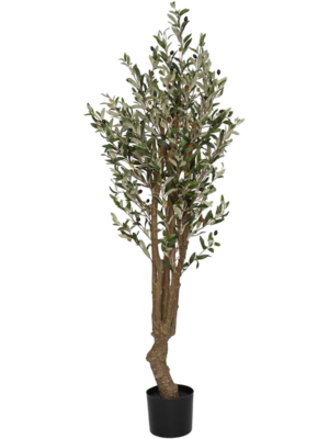 Olive Tree L