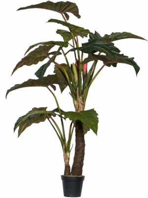 Alocasia