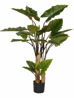 Alocasia