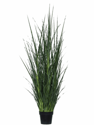 Grass in pot
