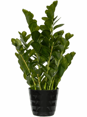 Zamioculcas