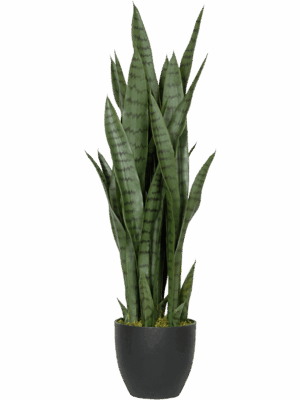 Sansevieria