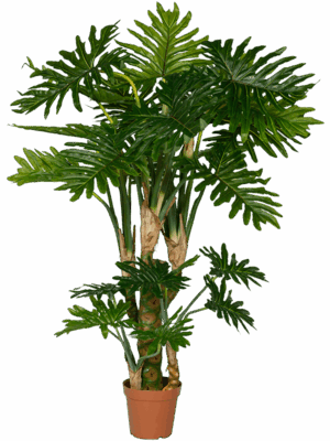 Philodendron