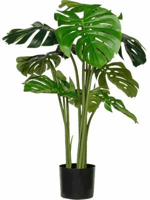 Monstera