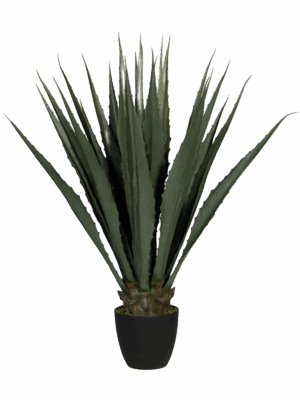 Agave