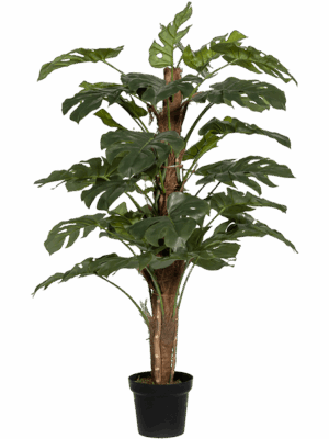 Monstera Pertusum