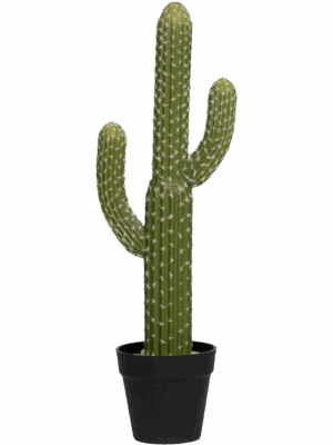 Cactus Saguaro