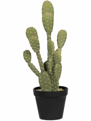 Cactus Opuntia