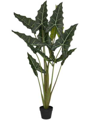 Alocasia Taro S