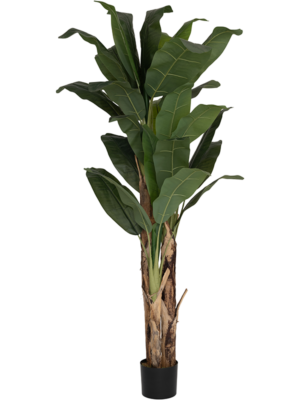 Banana Tree L