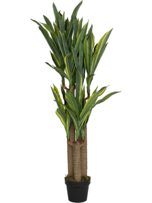 Dracena L