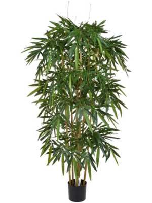 Bamboo