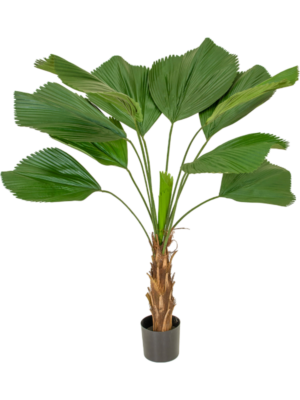 Palm