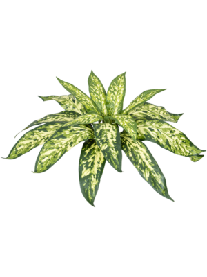 Aglaonema