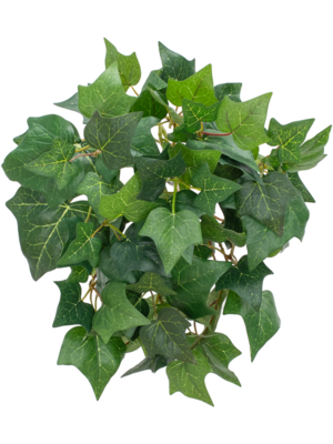 Ivy
