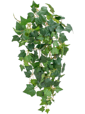 Ivy