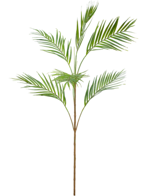 Areca