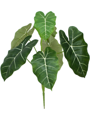 Caladium