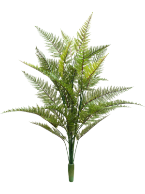 Fern