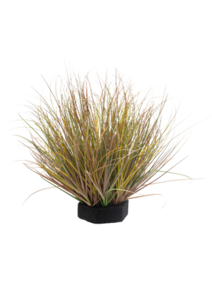 Grass