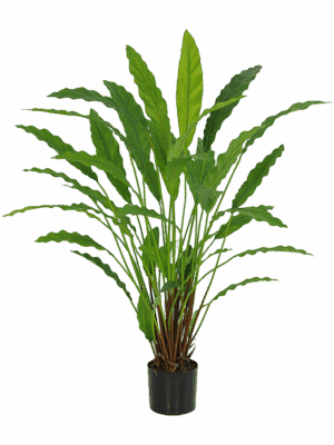 Calathea