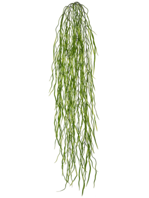 Trailing Grass