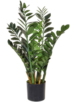 Zamioculcas