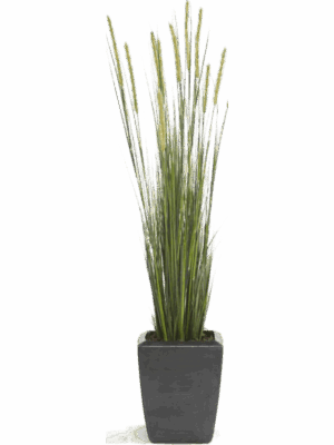 Grass Foxtail