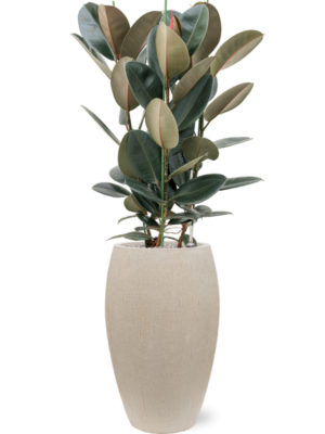 Ficus elastica 'Abidjan' en Baq Raindrop