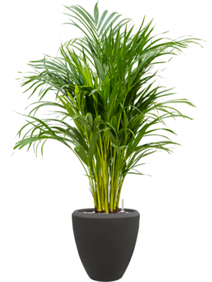 Dypsis (Areca) lutescens en Baq Polystone Plain