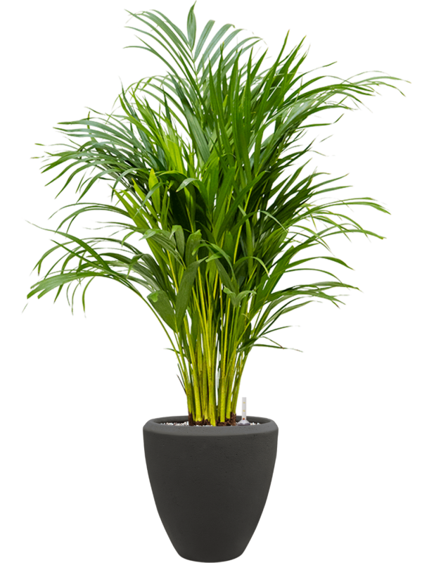 Dypsis (Areca) lutescens en Baq Polystone Plain