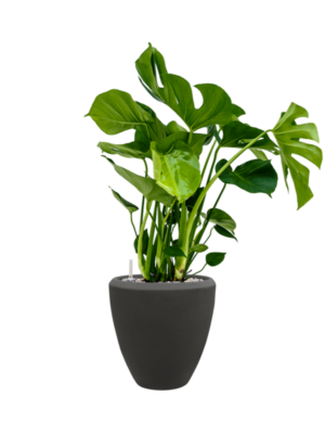 Monstera deliciosa en Baq Polystone Plain