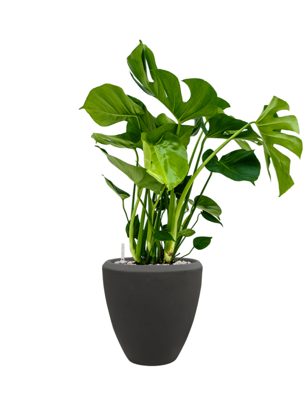 Monstera deliciosa en Baq Polystone Plain