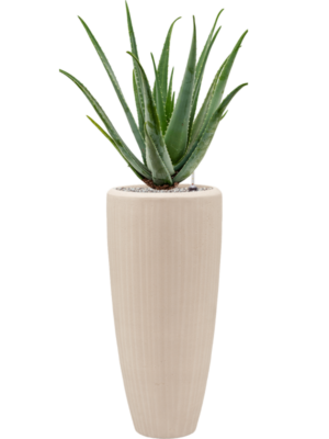 Aloe vera barbadensis en Baq Polystone Plain