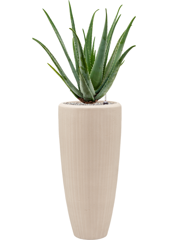 Aloe vera barbadensis en Baq Polystone Plain