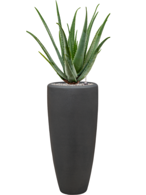 Aloe vera barbadensis en Baq Polystone Plain