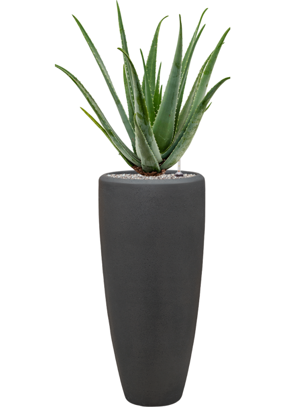 Aloe vera barbadensis en Baq Polystone Plain