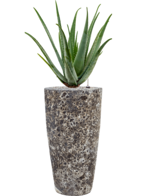 Aloe vera barbadensis en Baq Lava