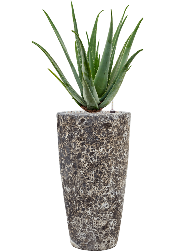Aloe vera barbadensis en Baq Lava