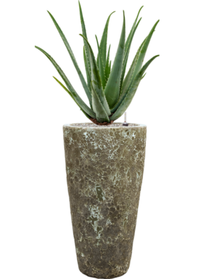 Aloe vera barbadensis en Baq Lava