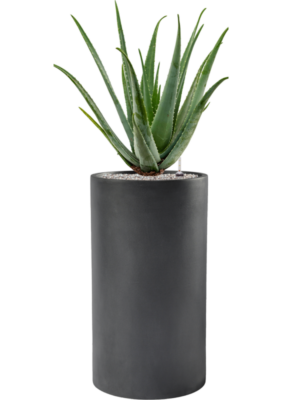 Aloe vera barbadensis en Baq Basic