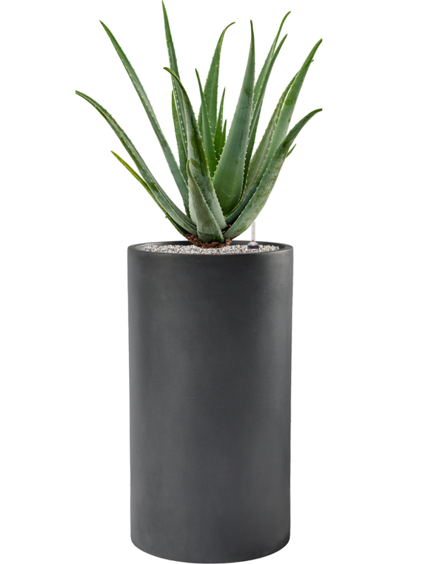 Aloe vera barbadensis en Baq Basic