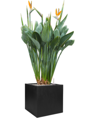 Strelitzia reginae en Fiberstone