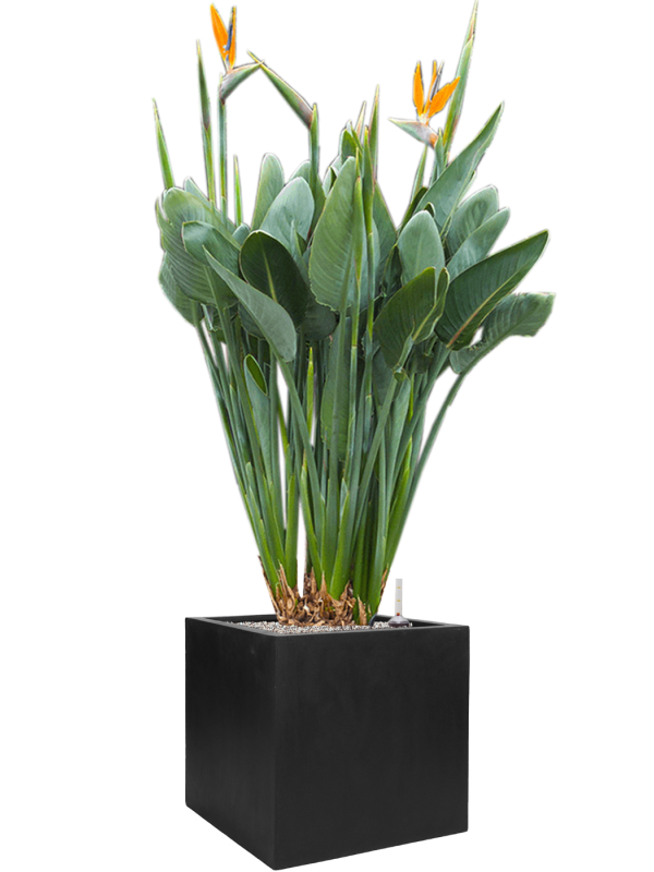 Strelitzia reginae en Fiberstone, Pottery Pots