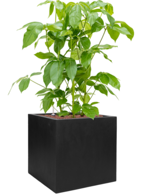 Schefflera actinophylla 'Amate' en Fiberstone