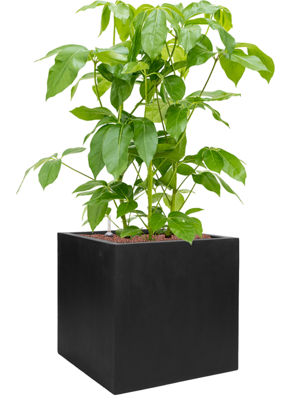 Schefflera actinophylla 'Amate' en Fiberstone, Pottery Pots