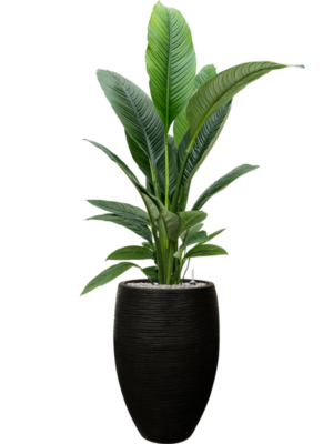 Spathiphyllum 'Sensation' en Capi Nature Rib NL